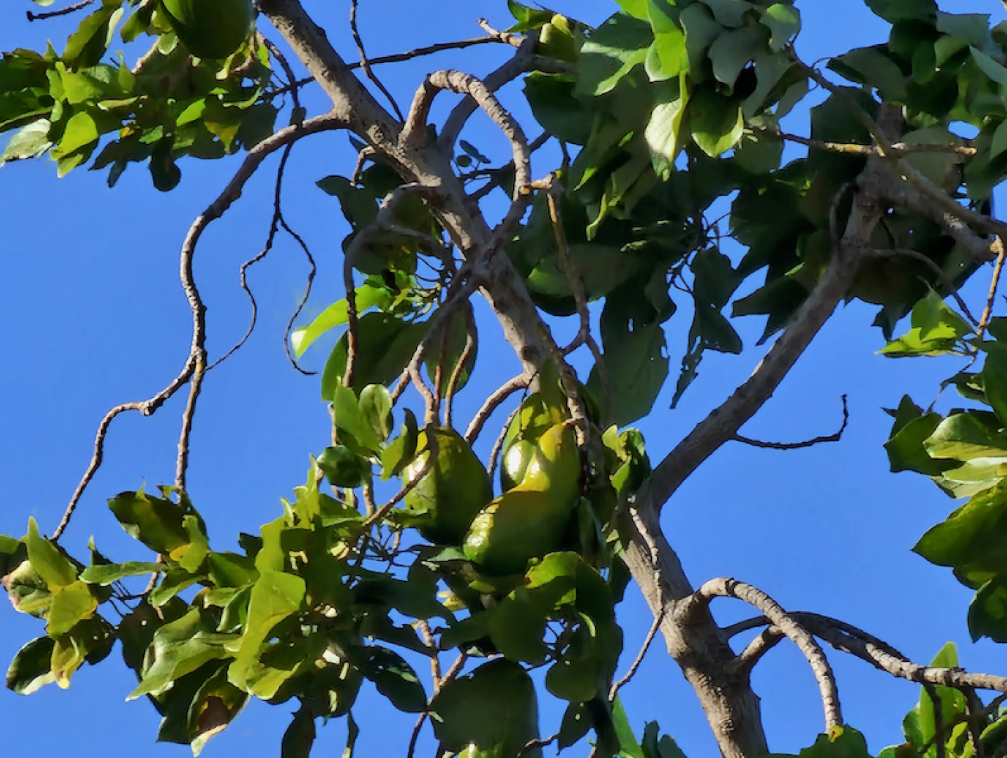 Immerblauer Himmel mit Avocado